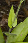 Wild comfrey